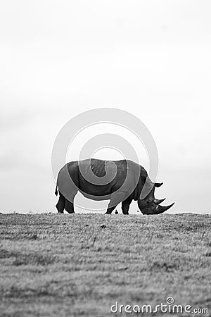 Black and white view of Rhinoceros in the savannas Stock Photo