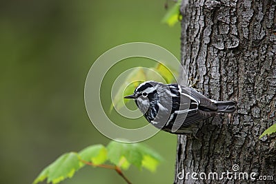 Black-and-white Warbler (Mniotilta varia) Stock Photo