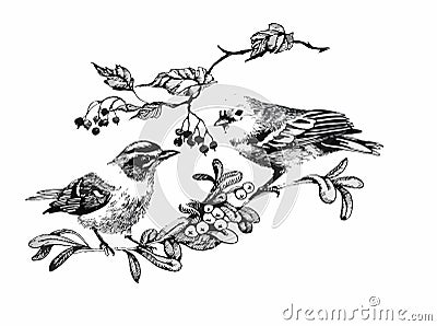 Black and white watercolor illustration of bird on twig Vector Illustration