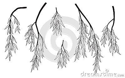 Black and White Weeping Willow Branches Vector Illustration