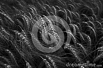 Black and White Wheat Field Stock Photo