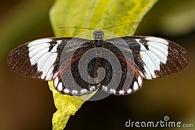 Black and white wing, Heliconius cydno butterfly Stock Photo