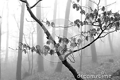 Black and white winter forest, foggy background, leftover leaves on branches and ground Stock Photo