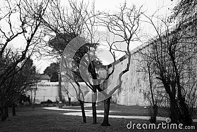 Black and white winter landscape with bare trees Stock Photo