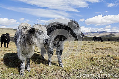 Black and white, young Domestic Yaks standing in the grassland of Tagong Stock Photo