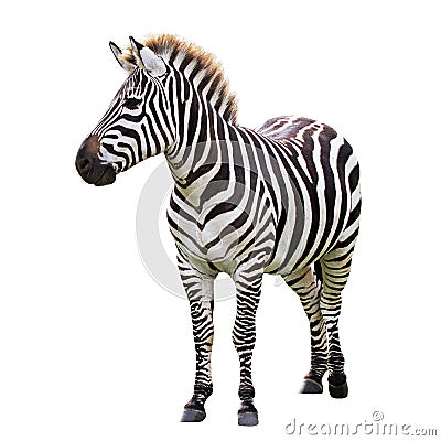 Black and white zebra Stock Photo