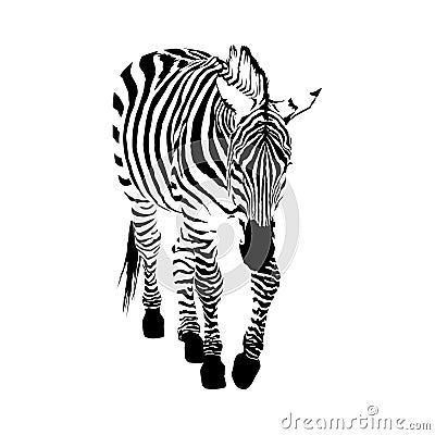 Black and white zebra, isolated animal vector illustration Vector Illustration