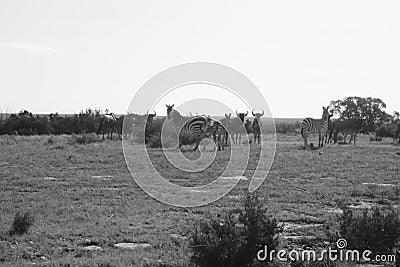 Zebra and Wildebeest Portrait Stock Photo