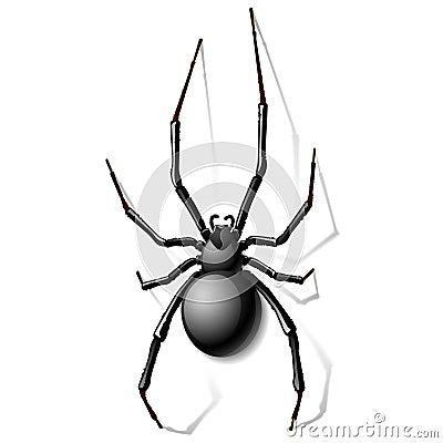 Black widow spider Vector Illustration