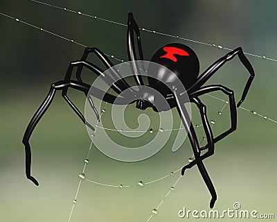 Black Widow Spider Stock Photo