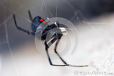 Black widow spider Stock Photo