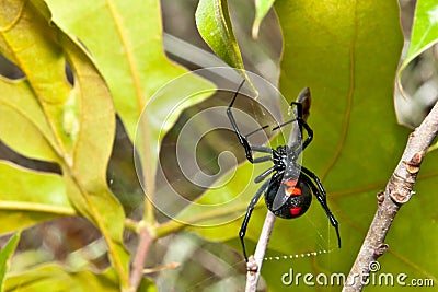 Black Widow Spider Stock Photo