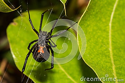 Black widow spider Stock Photo