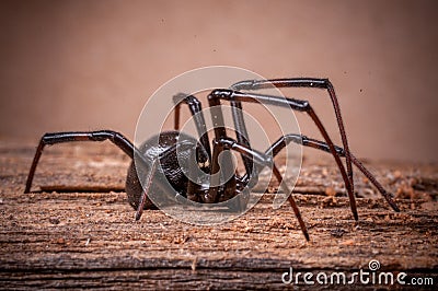 Black Widow Spider Stock Photo