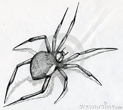 Black widow spider drawing Stock Photo