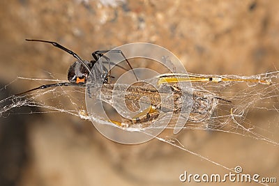 Black widow spider, harness their web-weaving skills to capture and consume their next meal. Stock Photo