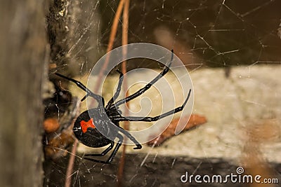 Black Widow Spider Stock Photo