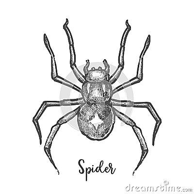 Black widow spider sketch.Hand drawn halloween bug Vector Illustration