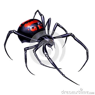 Black widow spider on white background realistic illustration isolate. Black widow spider killer is the most dangerous and Cartoon Illustration