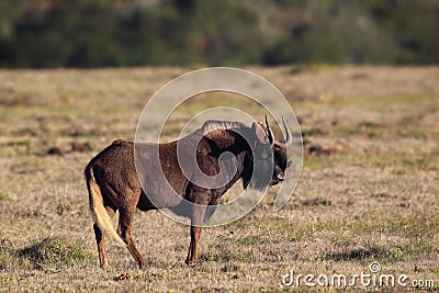 Black Wildebeest (Connochaetes gnou) Stock Photo