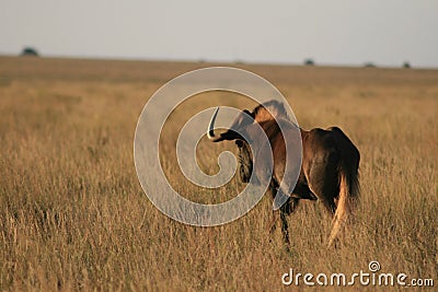 Black wildebeest in the Northern Cape Stock Photo