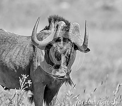 Black Wildebeest Stock Photo