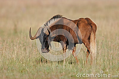 Black wildebeest, South Africa Stock Photo