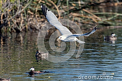 Black wing tips over the pond water Stock Photo