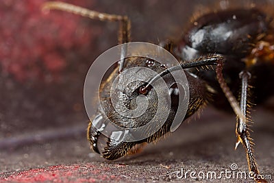 A black winged ant Stock Photo