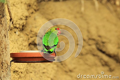 Black-winged lovebird Stock Photo