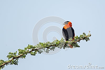 Black-winged Red Bishop Stock Photo