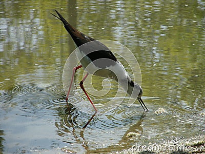 Black-winged stilt 1 Stock Photo