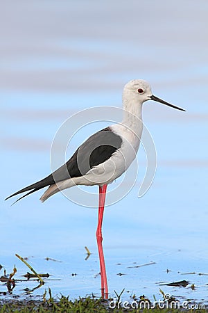 Black Winged Stilt Stock Photo