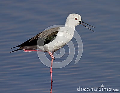 Black-winged Stilt Stock Photo