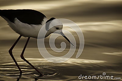 Black Winged Stilt Stock Photo