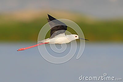 Black Winged Stilt Stock Photo