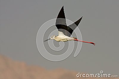 Black winged Stilt Stock Photo