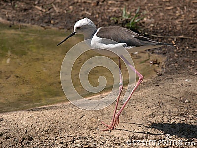 Black-winged stilt,bird Stock Photo