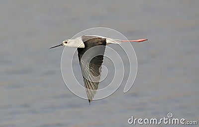 Black - winged stilt Stock Photo