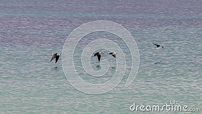 Black-winged stilt bird group flying over the ocean in Spain Stock Photo