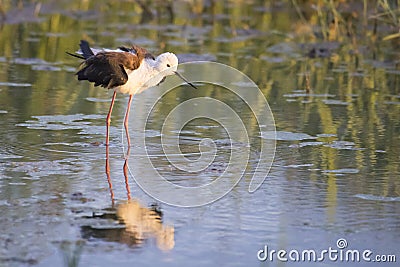 black-winged stilt bird on the lake in summer Stock Photo