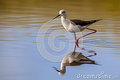 Black winged stilt Stock Photo