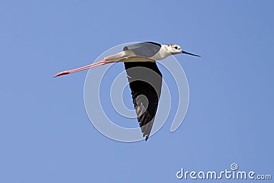 Black-Winged Stilt Flying Stock Photo