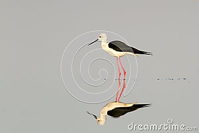 Black-winged stilt / Himantopus himantopus Stock Photo