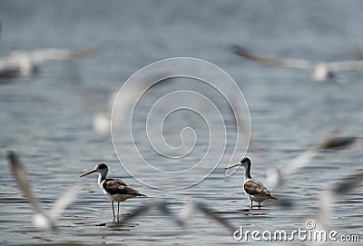 Black-winged Stilts and flying little terns Stock Photo