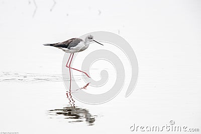 Black Winged Stilts Himantopus himantopus Editorial Stock Photo