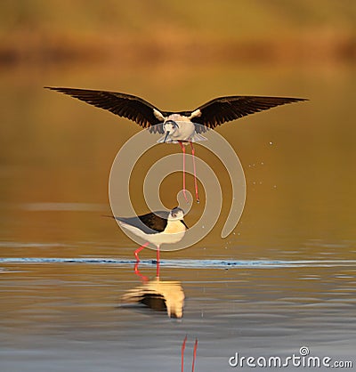 Black winged Stilts Stock Photo