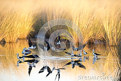 Black winged stilts, Karumba, Queensland Stock Photo