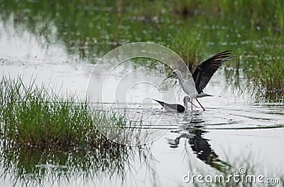 Black-winged stilts Stock Photo