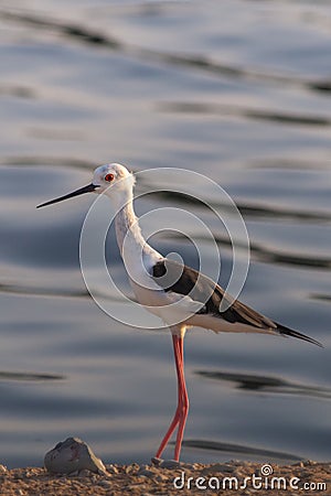 A Black Winged Stilts stands on the dirt near the water in the evening sunshine Stock Photo